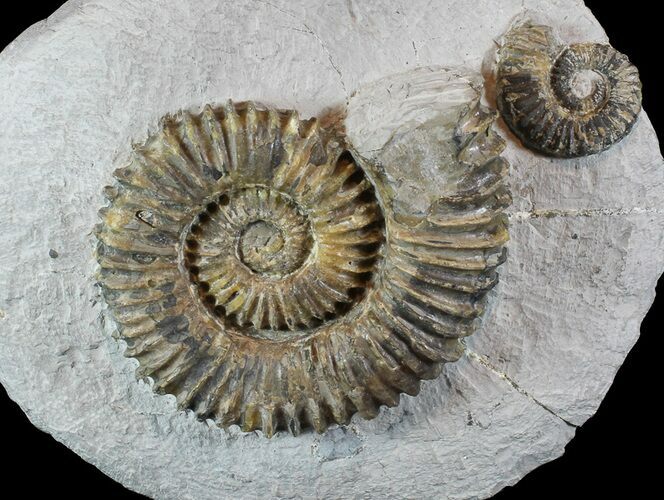 Fossil Ammonites (Aegocrioceras) on Rock - Germany #77950